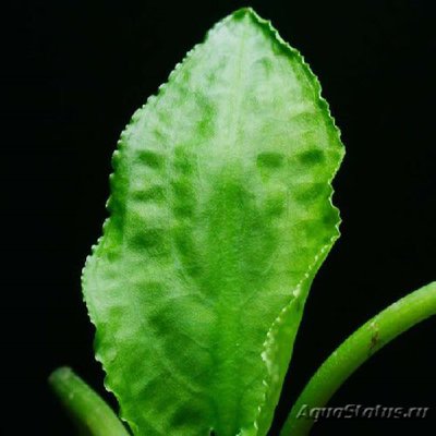 Фото Криптокорина длинн­охвостая Cryptocoryne longicauda  (photo#111750)