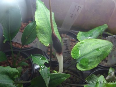 Фото Криптокорина длинн­охвостая Cryptocoryne longicauda  (photo#111751)