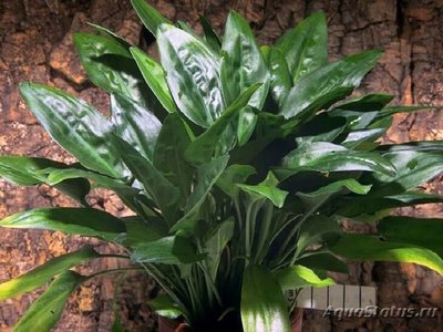 Фото Криптокорина белая Cryptocoryne alba  (photo#111752)