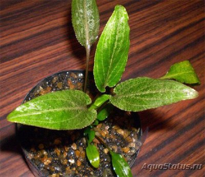 Фото Криптокорина белая Cryptocoryne alba  (photo#111753)