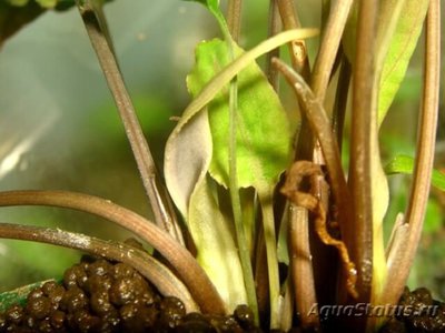 Фото Криптокорина белая Cryptocoryne alba  (photo#111754)