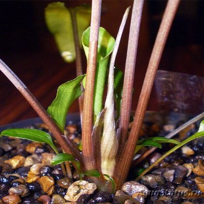 Фото Криптокорина белая Cryptocoryne alba  (photo#111755)