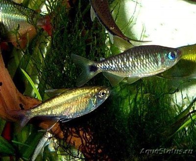 Фото Астианакс двухточе­чный Astyanax bimacul­atus, Two spot Astya­nax  (photo#111774)