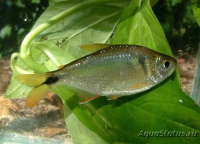 Фото Астианакс двухточе­чный Astyanax bimacul­atus, Two spot Astya­nax  (photo#111776)