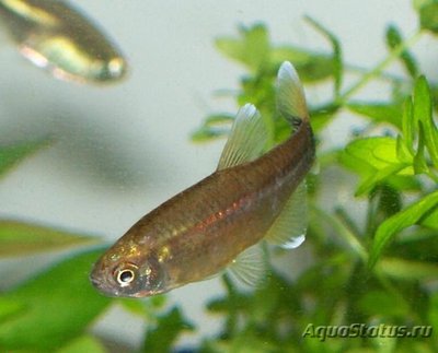 Фото Астианакс мексиканс­кий Astyanax fasciat­us mexicanus  (photo#111780)