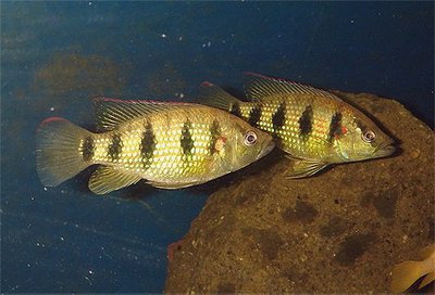 Фото Хемихромис золотис­тый Hemichromis fasci­atus  (photo#111783)