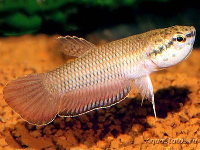 Фото Бетта Фалькса Betta falx  (photo#111796)