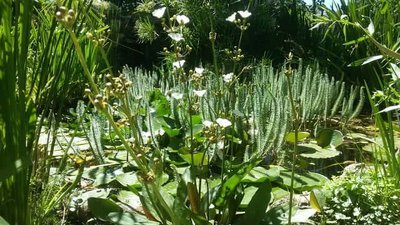 Фото Эхинодорус аргентинский Echinodorus argentinensis  (photo#111800)