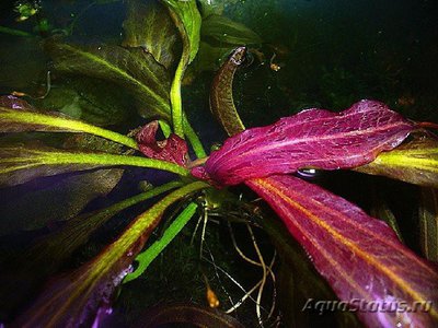 Эхинодорус red diamond (Echinodorus red diamond)