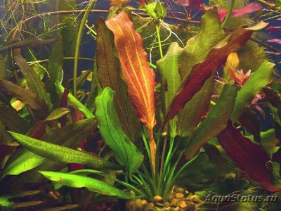 Фото Эхинодорус Красный дьявол Echinodorus Red Devil  (photo#111814)