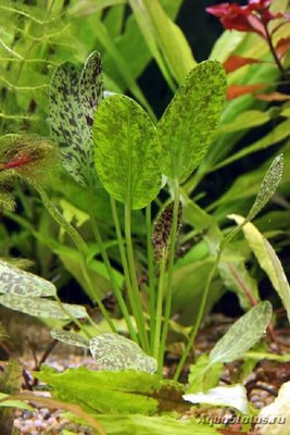 Фото Эхинодорус Райнерс Феликс Echinodorus Rainer s Felix . (photo#111826)