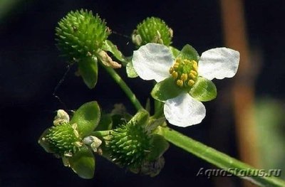 Эхинодорус бертера (Echinodorus berteroi)