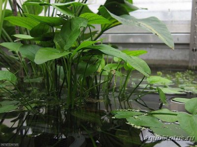 Эхинодорус бертера (Echinodorus berteroi)