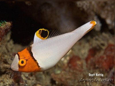 Попугай двухцветный или цетоскарус масковый ( Сеtoscarus bicolor )