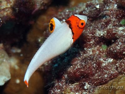 Фото Попугай двухцветный или цетоскарус масковый Сеtoscarus bicolor  (photo#111875)