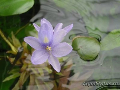 Фото Эхинодорус мелкоцветный тропика Echinodorus parviflorus tropica  (photo#111894)