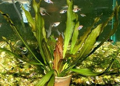 Эхинодорус флоренс (Echinodorus florens)