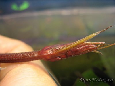 Эхинодорус флоренс (Echinodorus florens)