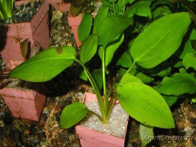 Эхинодорус горизонтальный (Echinodorus horizontalis)