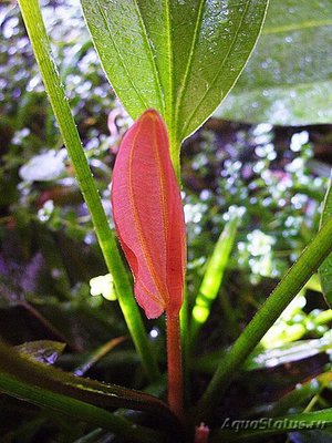 Фото Эхинодорус розовый Echinodorus rose  (photo#111946)