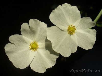 Фото Эхинодорус розовый Echinodorus rose  (photo#111948)