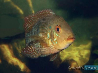 Фото Геофагус Ипоранга Geophagus iporangensis  (photo#111975)