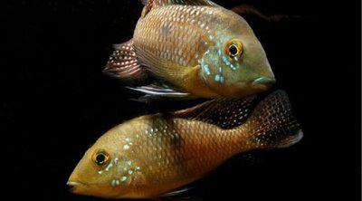 Фото Геофагус Ипоранга Geophagus iporangensis  (photo#111976)