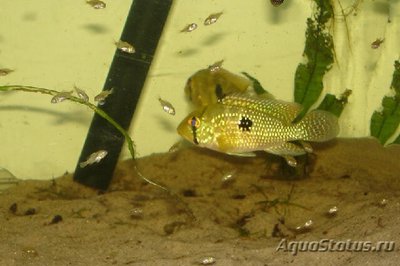 Фото Геофагус Ипоранга Geophagus iporangensis  (photo#111977)