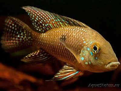 Фото Геофагус Ипоранга Geophagus iporangensis  (photo#111978)