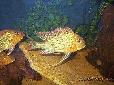 Фото Геофагус альтифронс Geophagus altifron­s  (photo#111983)