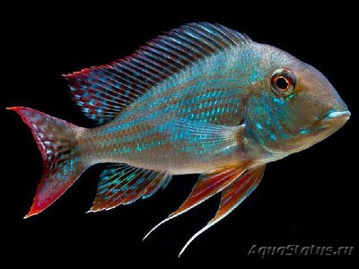 Фото Геофагус альтифронс Geophagus altifron­s  (photo#111984)