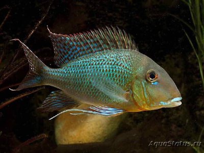 Фото Геофагус альтифронс Geophagus altifron­s  (photo#111985)