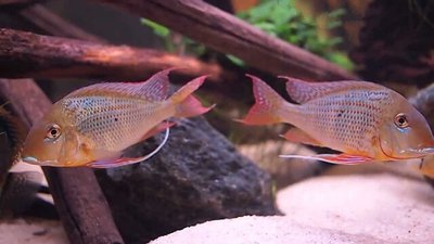 Фото Геофагус альтифронс Geophagus altifron­s  (photo#111986)