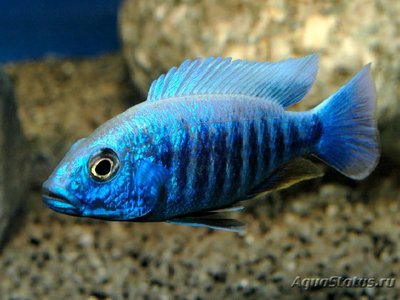 Фото Хаплохромис васильковый , или Хаплохромис Джексона Sciaenochromis fryeri  (photo#112011)