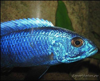 Фото Хаплохромис васильковый , или Хаплохромис Джексона Sciaenochromis fryeri  (photo#112012)