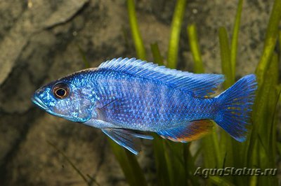 Фото Хаплохромис васильковый , или Хаплохромис Джексона Sciaenochromis fryeri  (photo#112014)