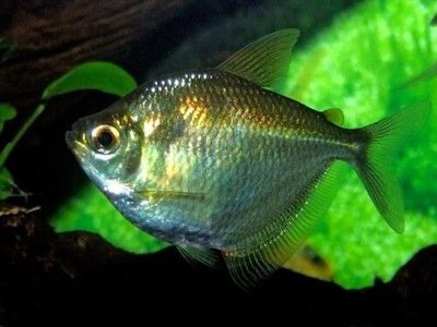 Фото Тетра Дискус , или Брахихалцинус круглый Discus tetra , Brachychalcinus orbicularis  (photo#112022)