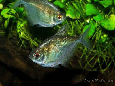 Фото Тетра Дискус , или Брахихалцинус круглый Discus tetra , Brachychalcinus orbicularis  (photo#112023)