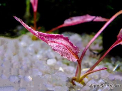 Фото Криптокорина Фламинго Cryptocoryne spec. ,, Flamingo ,,  (photo#112027)