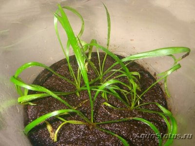 Фото Криптокорина сивадасана Cryptocoryne sivadasanii  (photo#112035)