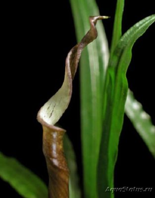 Фото Криптокорина флассидифолия Cryptocoryne flaccidifolia  (photo#112040)