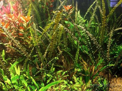 Фото Криптокорина криспатула Cryptocoryne crispatula  (photo#112041)