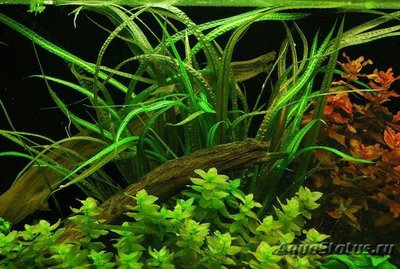 Фото Криптокорина криспатула Cryptocoryne crispatula  (photo#112043)