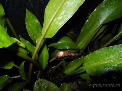 Фото Криптокорина реснитчатая , или Криптокорина цилиата Cryptocoryne сiliata  (photo#112047)