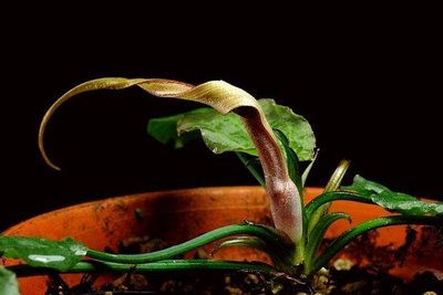 Фото Криптокорина бурая Cryptocoryne fusca  (photo#112049)