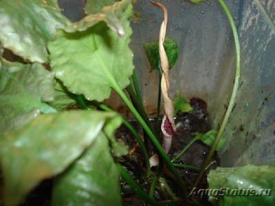 Фото Криптокорина бурая Cryptocoryne fusca  (photo#112050)