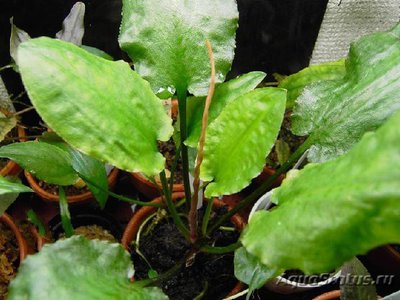 Фото Криптокорина бурая Cryptocoryne fusca  (photo#112051)