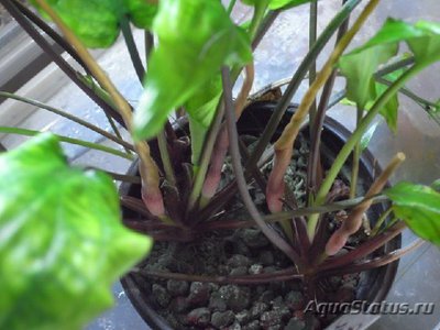 Фото Криптокорина бурая Cryptocoryne fusca  (photo#112052)