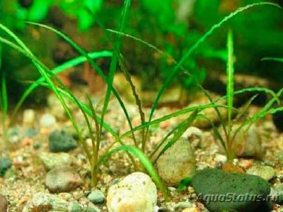 Криптокорина обратноспиральная (Cryptocoryne retrospiralis)