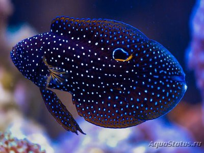 Каллоплезиопс комета ( Calloplesiops altivelis , Marine betta , Comet )